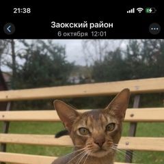 Подробнее об объявлении «Тула Пропал кот» Фото: пропала кошка Абиссинская кошка «Тула Пропал кот» в г. Тула