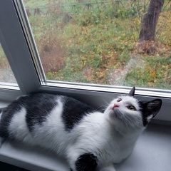 Подробнее об объявлении «Пропала кошка Новосибирск» Фото: пропала кошка  «Пропала кошка Новосибирск» в г. Новосибирск
