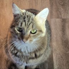 Подробнее об объявлении «Донецк (ДНР) Пропал кот» Фото: пропала кошка  «Донецк (ДНР) Пропал кот» в г. Донецк (ДНР)