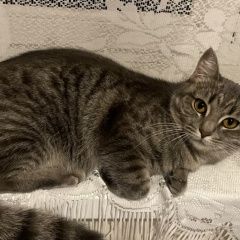 Подробнее об объявлении «Тула Пропала кошка» Фото: пропала кошка  «Тула Пропала кошка» в г. Тула