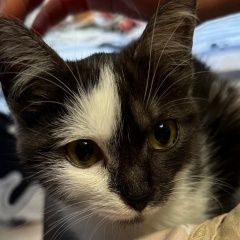 Подробнее об объявлении «Энгельс Пропала кошка» Фото: пропала кошка  «Энгельс Пропала кошка» в г. Энгельс