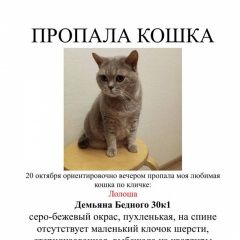Подробнее об объявлении «Пропала кошка спб калининский район Санкт-Петербург» Фото: пропала кошка Британская длинношерстная кошка «Пропала кошка спб калининский район...» в г. Санкт-Петербург