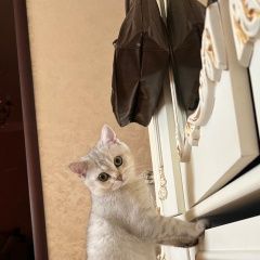 Подробнее об объявлении «Пропала кошка Махачкала» Фото: пропала кошка Британская короткошерстная кошка «Пропала кошка Махачкала» в г. Махачкала