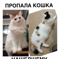 Подробнее об объявлении «Пропала кошка соня Вольск» Фото: пропала кошка  «Пропала кошка соня Вольск» в г. Вольск