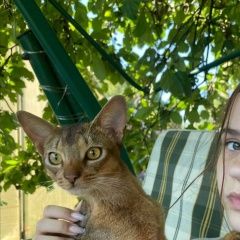 Подробнее об объявлении «Пропал кот Тула» Фото: пропала кошка  «Пропал кот Тула» в г. Тула