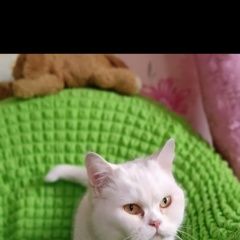 Подробнее об объявлении «Пропала кошка белая Чита» Фото: пропала кошка  «Пропала кошка белая Чита» в г. Чита