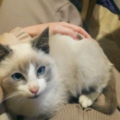 Подробнее об объявлении «Пропал кот Витебск» Фото: пропала кошка  «Пропал кот Витебск» в г. Витебск