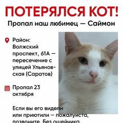Подробнее об объявлении «Пропал кот Энгельс» Фото: пропала кошка  «Пропал кот Энгельс» в г. Энгельс