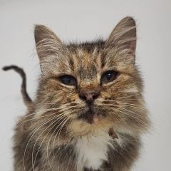 Подробнее об объявлении «Пропала кошка около клиники редвет Реутов» Фото: пропала кошка  «Пропала кошка около клиники редвет Реутов» в г. Реутов