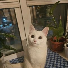Подробнее об объявлении «Пропала кошка добрые люди помогите Екатеринбург» Фото: пропала кошка Турецкая ангора «Пропала кошка добрые люди помогите Екатеринбург» в г. Екатеринбург