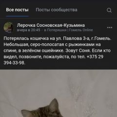 Подробнее об объявлении «Пропала кошка Гомель» Фото: пропала кошка  «Пропала кошка Гомель» в г. Гомель