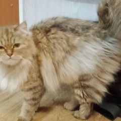 Подробнее об объявлении «Пропала кошка Ачинск» Фото: пропала кошка  «Пропала кошка Ачинск» в г. Ачинск