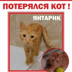 Подробнее об объявлении «Пропал кот Калининград (Кенигсберг)» Фото: пропала кошка  «Пропал кот Калининград (Кенигсберг)» в г. Калининград (Кенигсберг)