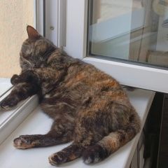 Подробнее об объявлении «Пропала кошка Энгельс» Фото: пропала кошка  «Пропала кошка Энгельс» в г. Энгельс