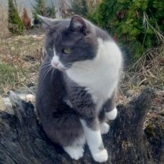 Подробнее об объявлении «Пропала кошка снт малиновка Пенза» Фото: пропала кошка  «Пропала кошка снт малиновка Пенза» в г. Пенза