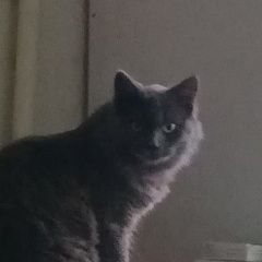 Подробнее об объявлении «Пропал кот Волоколамск» Фото: пропала кошка  «Пропал кот Волоколамск» в г. Волоколамск
