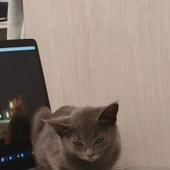 Подробнее об объявлении «Пропал котёток шотландский Липецк» Фото: пропала кошка Шотландский терьер «Пропал котёток шотландский Липецк» в г. Липецк