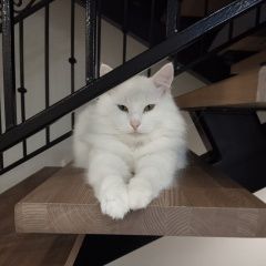 Подробнее об объявлении «Пропал кот Энгельс» Фото: пропала кошка  «Пропал кот Энгельс» в г. Энгельс