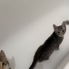 :       4, 5  -  . -