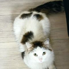 :       ( .)  .  ( .)