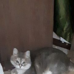 :     ( .)    .  ( .)