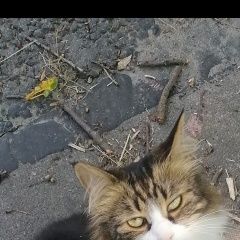 :    -      ,...  . -