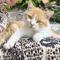 :          ()  .  ()