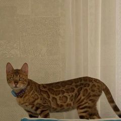 ����: ������� ����� ����������� ����� �������� ����� ����������� ���������� � �. ����������