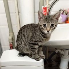 ����: ������� �����  �������� ����� ������� ����-��������� ���. 3...� � �. �����-���������