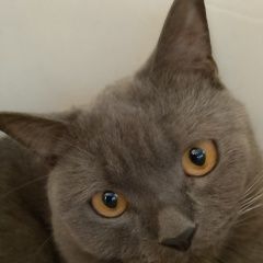 ����: ������� ����� ���������� ��������������� ����� ���������� ������ ��� ���������� ��� � �. ���������