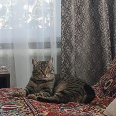 ����: ������� �����  ������������ ������ ��� � �. �����������