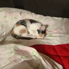 ����: ������� �����  �������� ����� ���� ����� � ������� 2025 ����...� � �. ������������