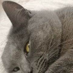 ����: ������� �����  ������������� ������ ��� � �. ������������