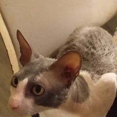 ����: ������� ����� ������-���� ������� ��� ������� � �. �������