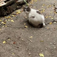 ����: ������� �����  ������� ��� ���� ����� ��������� � �. ��������