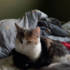 ����: ������� �����  �������� �����, ������� 8 ������ � �. ������