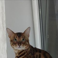 ����: ������� ����� ����������� ����� �������-��-���� ������ ���. �������� �����.� � �. ������-��-����