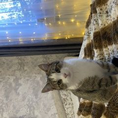 ����: ������� �����  ������� ��� ���������� � �. ����������