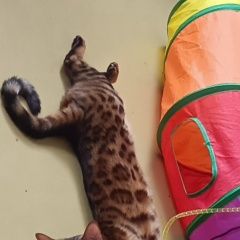 ����: ������� ����� ����������� ����� �������� �����, 29 ������� ��� � �. ���