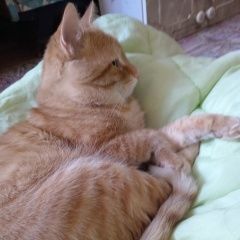 ����: ������� �����  ������� ��� ����� ��� ���� � �. ����