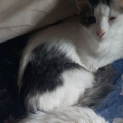 ����: ������� �����  �������� ����� ����-����� ����� ���������� � �. ���������