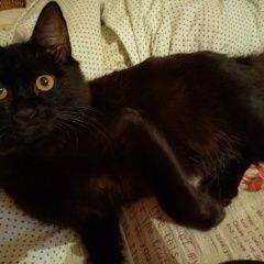 ����: ������� �����  ������� ��� ���������� � �. ���������