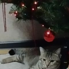 ����: ������� �����  ������� ��� ����������� � �. �����������