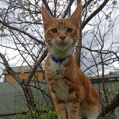 ����: ������� ����� ����-��� ������� ��� ���������� � �. ���������