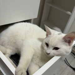 ����: ������� �����  �������-��-���� ������ ��� � �. ������-��-����