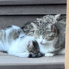 ����: ������� �����  �������� ����� ����-����� � ����� �������....� � �. �����-���������