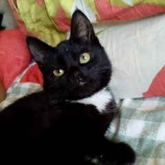 ����: ������� �����  ����������� �������������� ���� ������� ����� � �. ���������� �������������� ����