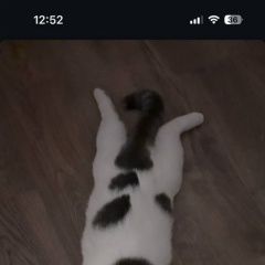 ����: ������� �����  ���������� ������� ����� � �. ���������