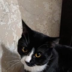 ����: ������� �����  ������� ��� �����-��������� � �. �����-���������