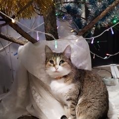 ����: ������� �����  �������� ����� � 7 ����������� ������ ���...� � �. ����������